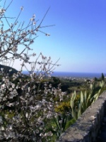 almond blossoms everwhere